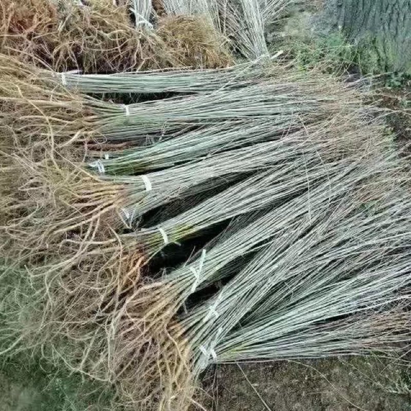 河南民权紫穗槐基地：专业种植销售紫穗槐，刺槐等绿化苗木