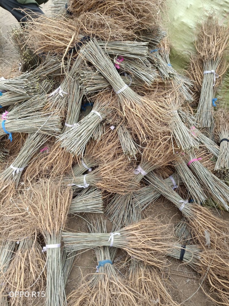 河南民权紫穗槐基地：专业种植销售紫穗槐，刺槐等绿化苗木