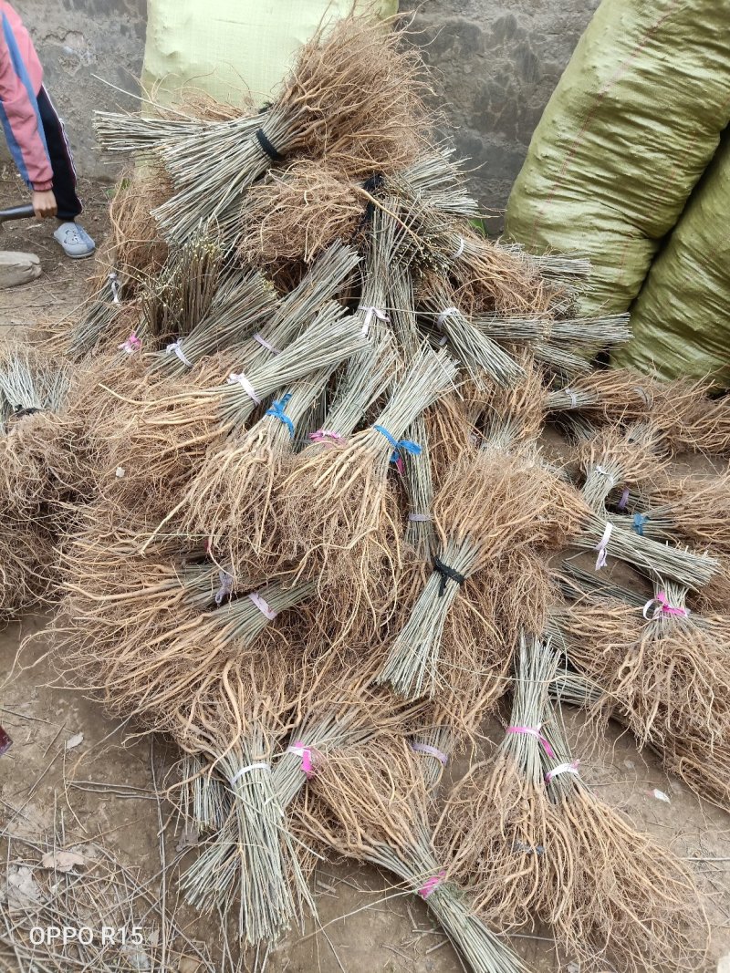 河南民权紫穗槐基地：专业种植销售紫穗槐，刺槐等绿化苗木
