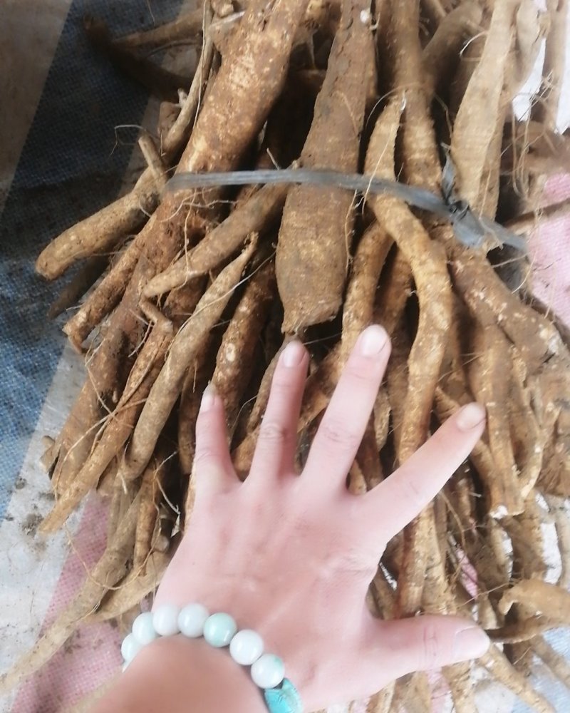 小叶统货走