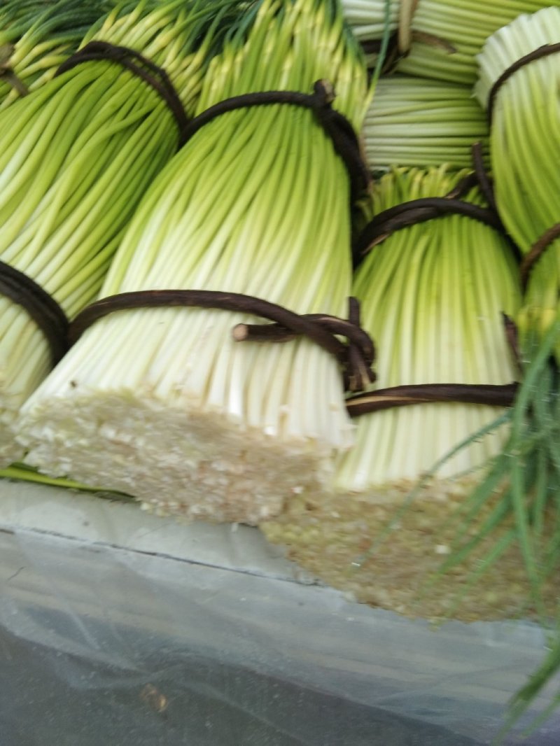 蒜薹