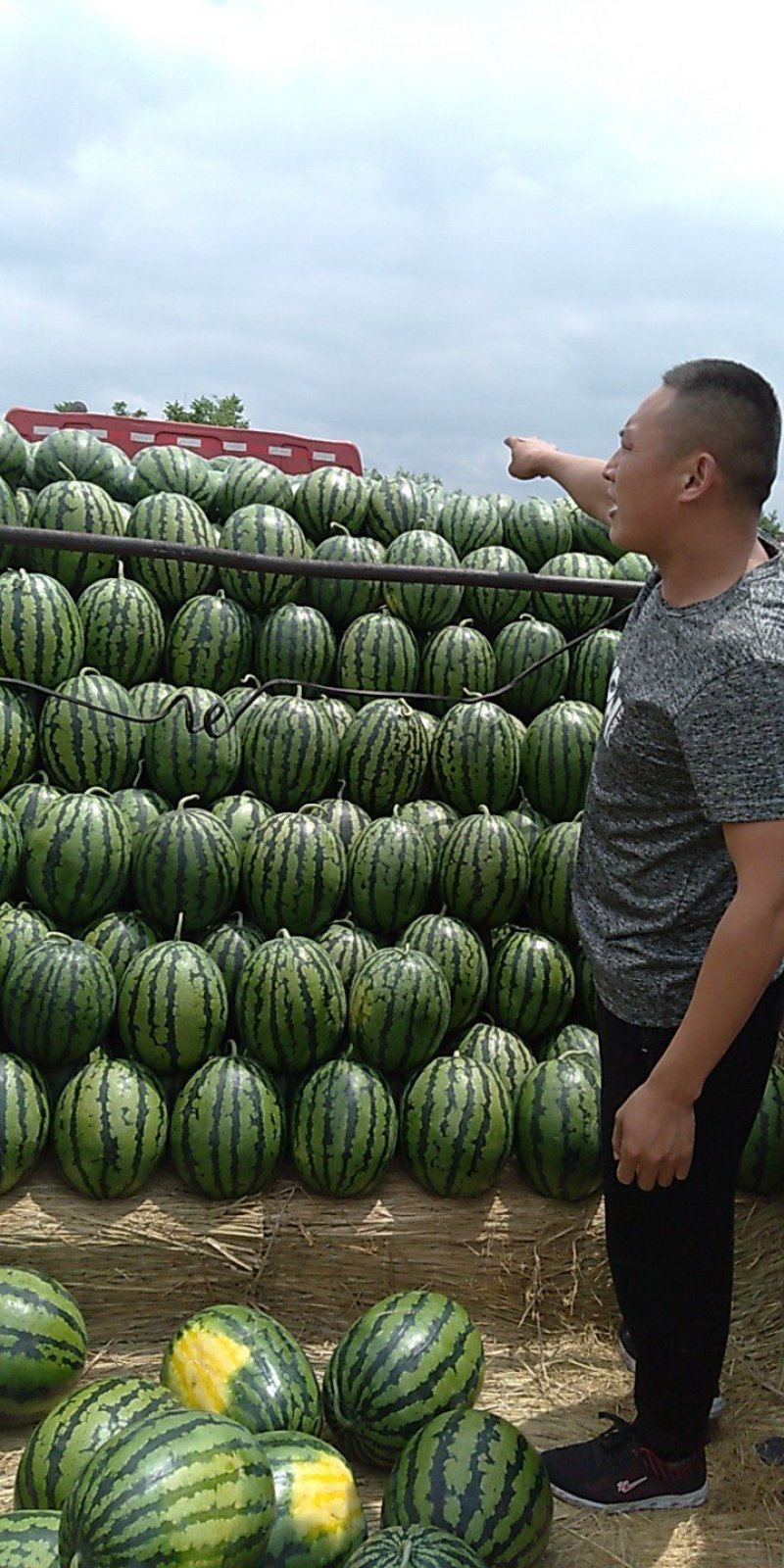 山东济宁泗水十万亩青农甜王西瓜
