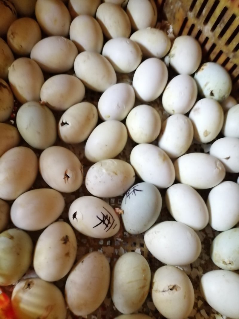 肉麻鸭苗统货0.5斤以下
