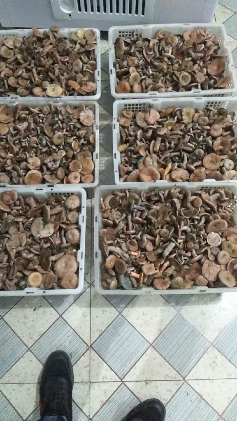 新鲜野生菌枞树菇松乳菇三九菇乌枞菌谷熟菌铜绿寒菌松树菌