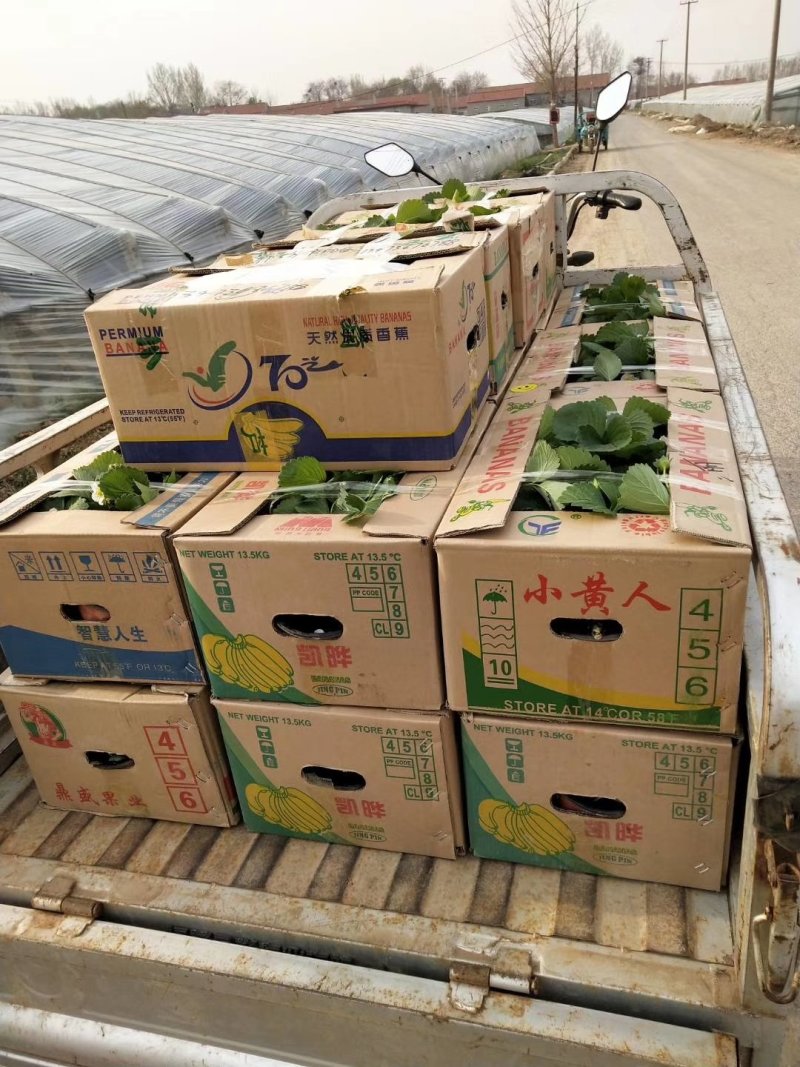 奶梅盆栽四季结果基地直发