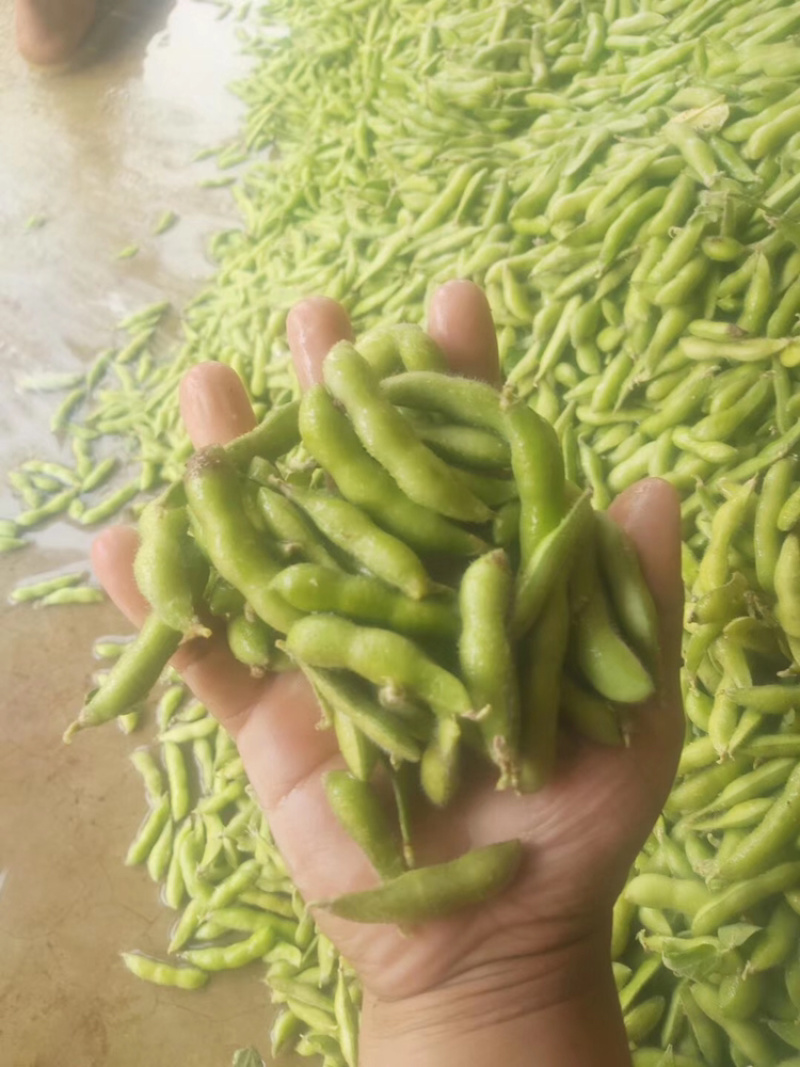 新鲜毛豆