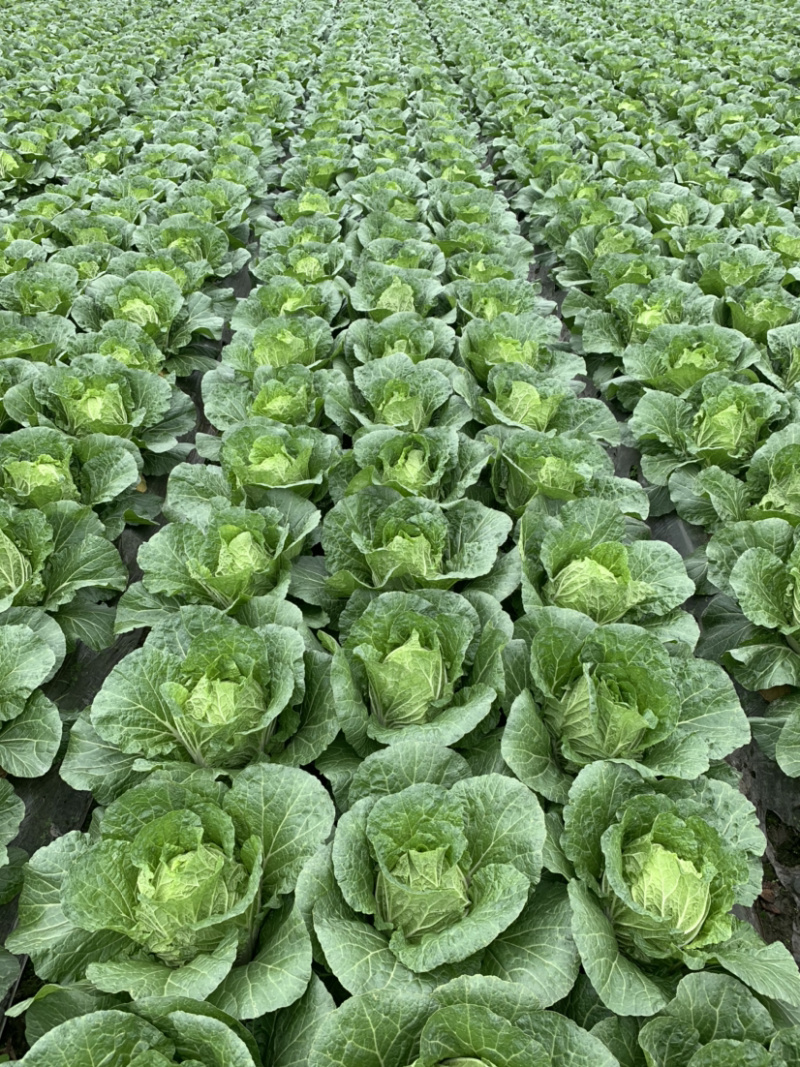 【黄心白菜】精品春福皇黄心白菜基地直供诚信经营