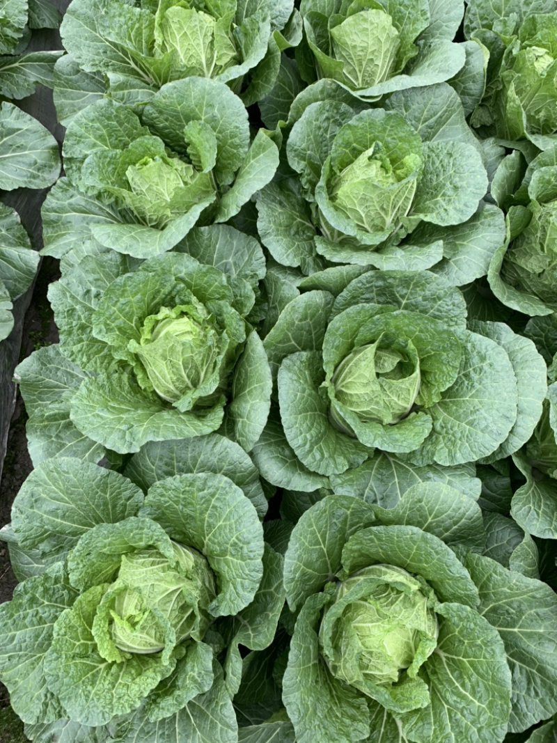 【黄心白菜】精品春福皇黄心白菜基地直供诚信经营