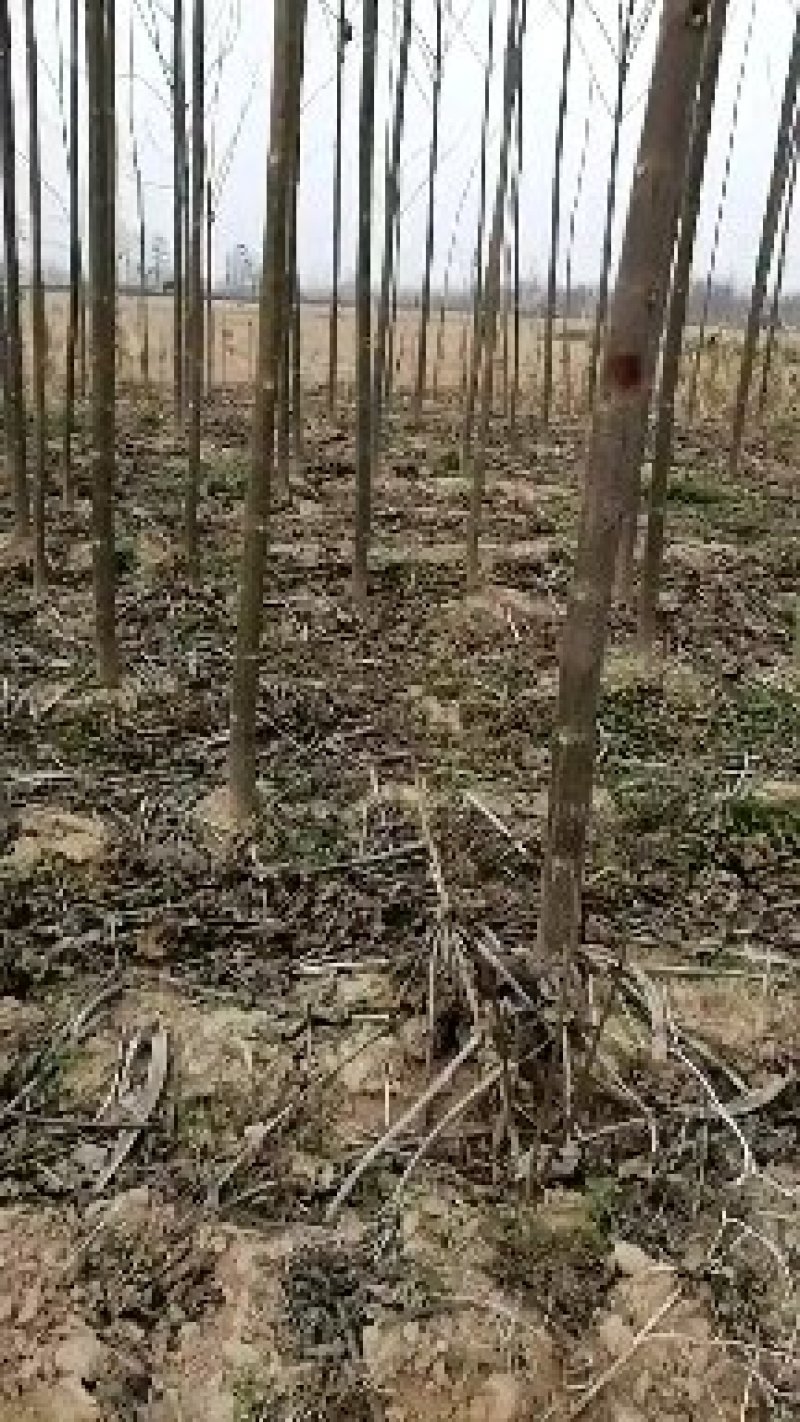 精品紫花泡桐成活率高优质泡桐苗各种规格