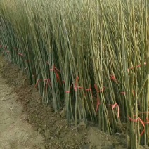 占地核桃树5-10公分，各种核桃树苗量大优惠