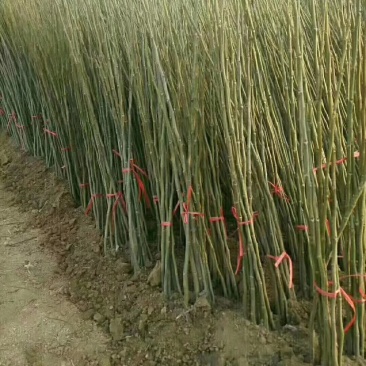 占地核桃树5-10公分，各种核桃树苗量大优惠