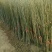 占地核桃树5-10公分，各种核桃树苗量大优惠