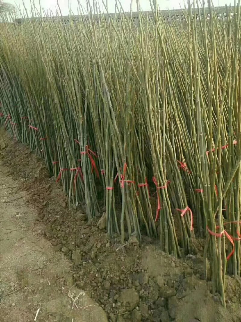 占地核桃树5-10公分，各种核桃树苗量大优惠