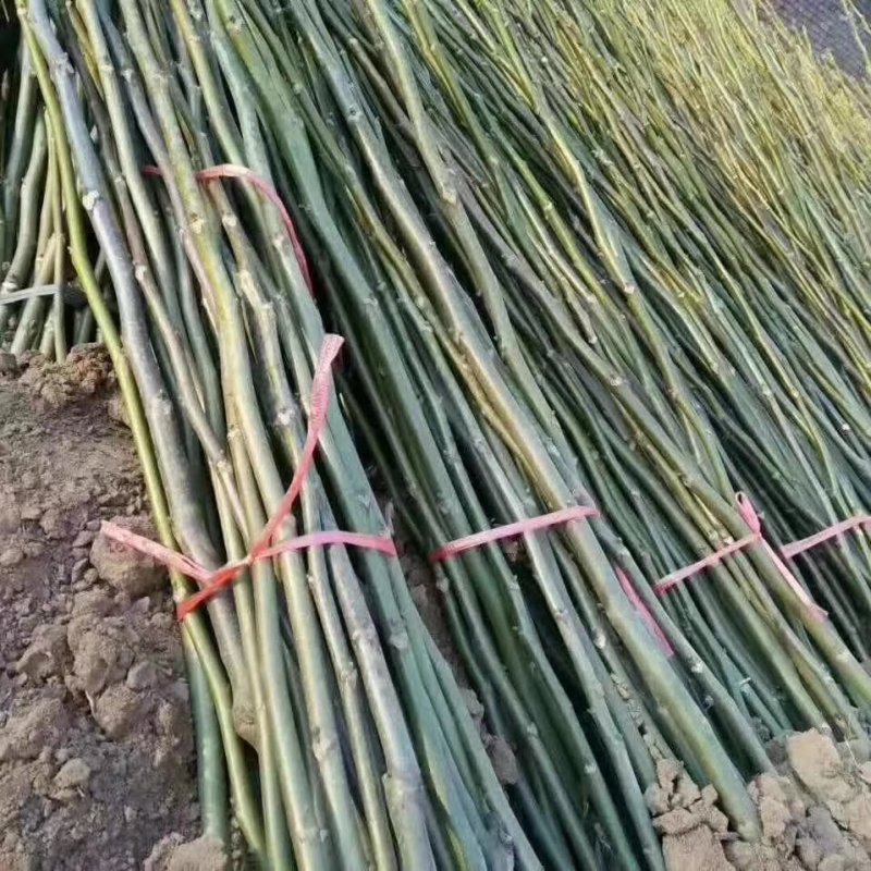 占地核桃树5-10公分，各种核桃树苗量大优惠