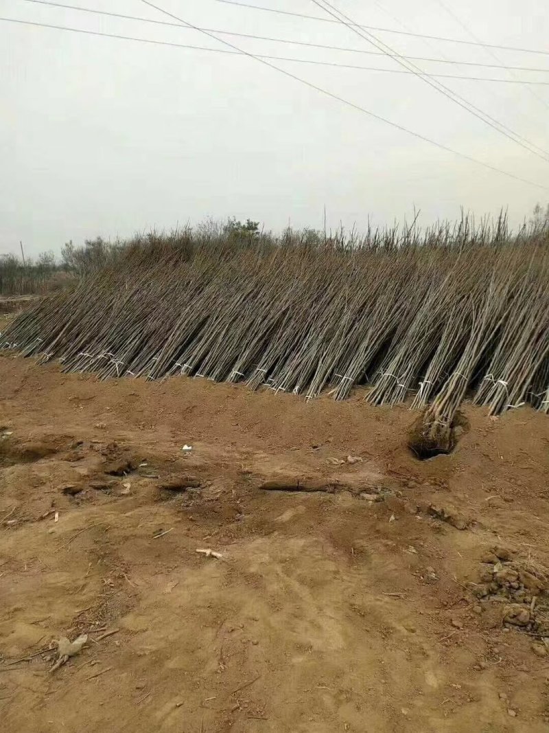 占地核桃树5-10公分，各种核桃树苗量大优惠