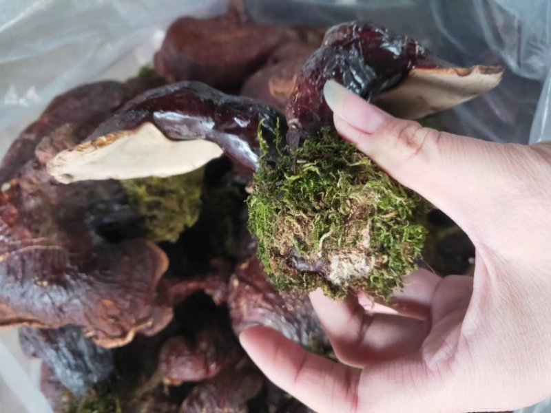 天然东北长白山野生整枝赤灵芝500g装正品野生灵芝