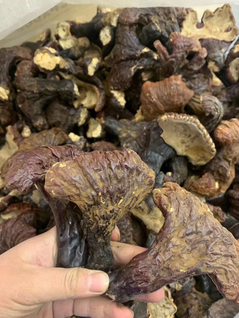 天然东北长白山野生整枝赤灵芝500g装正品野生灵芝