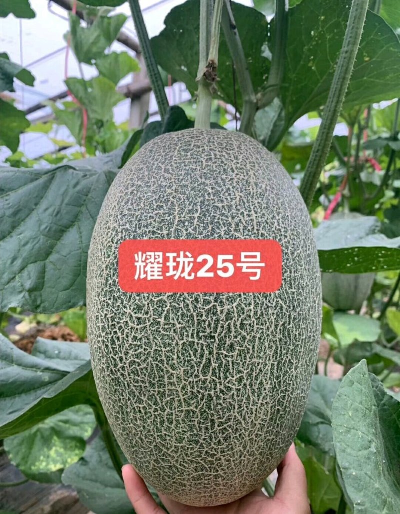 内黄精品西州密25号甜瓜、耀龙25，产地直发承接电商微商