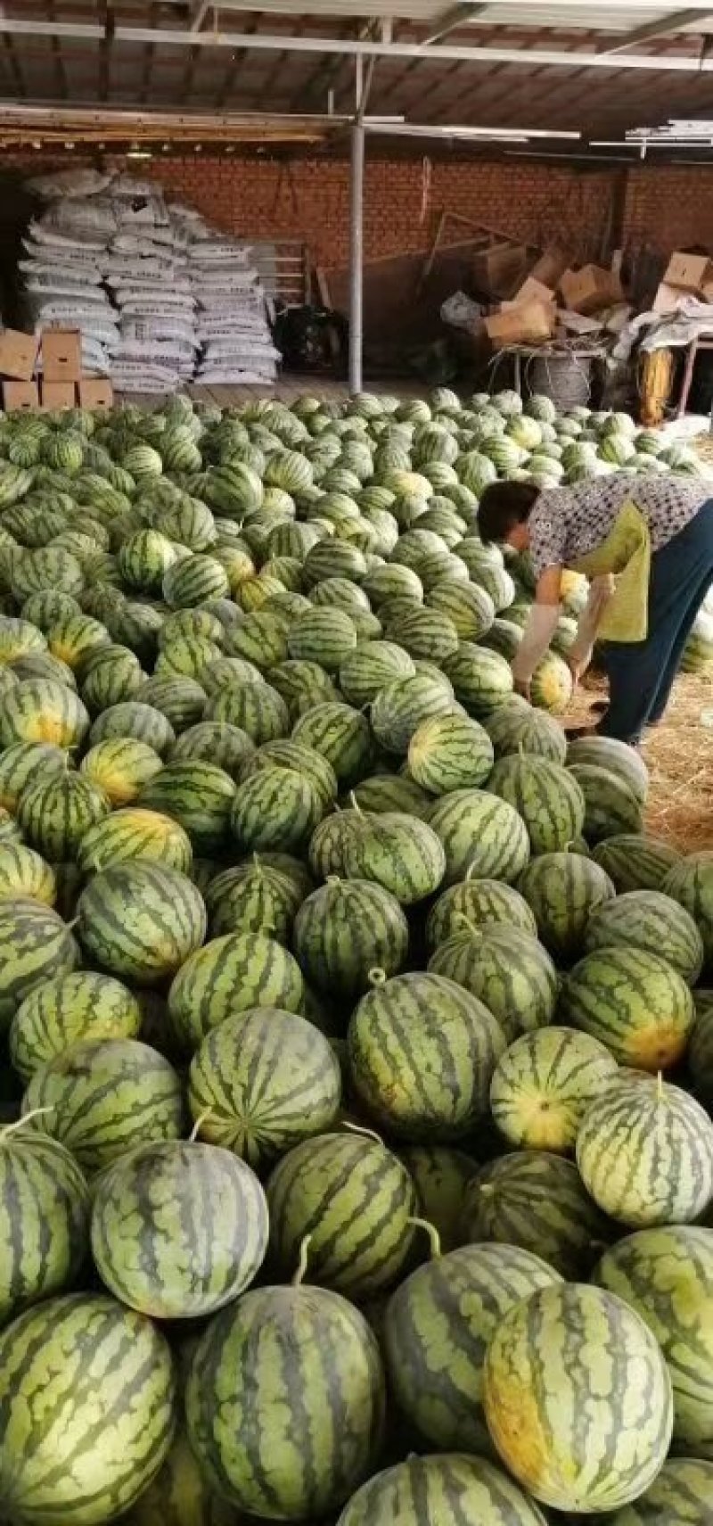 【热卖】8424西瓜产地直供货源充足，有专业的挑瓜师