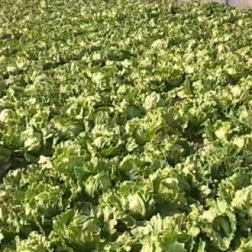 生菜球