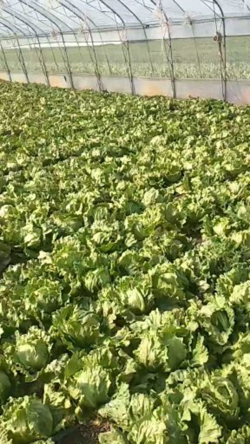 生菜球