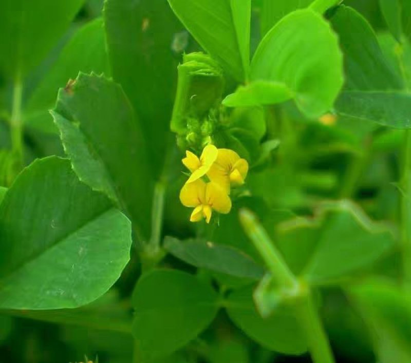 进口草木犀黄花苜蓿多年生牧草种子南北方营养高猪牛羊鸡鸭