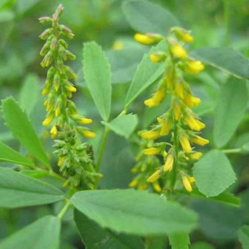 进口草木犀黄花苜蓿多年生牧草种子南北方营养高猪牛羊鸡鸭
