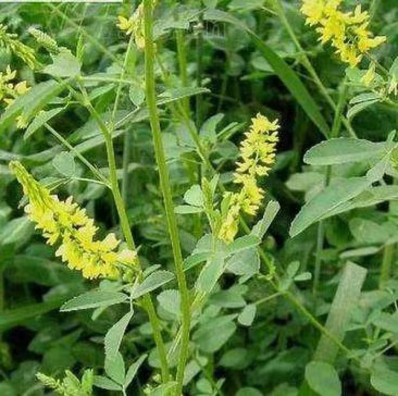 进口草木犀黄花苜蓿多年生牧草种子南北方营养高猪牛羊鸡鸭