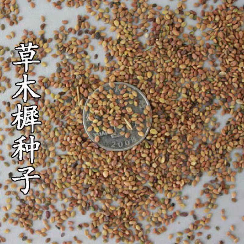 进口草木犀黄花苜蓿多年生牧草种子南北方营养高猪牛羊鸡鸭