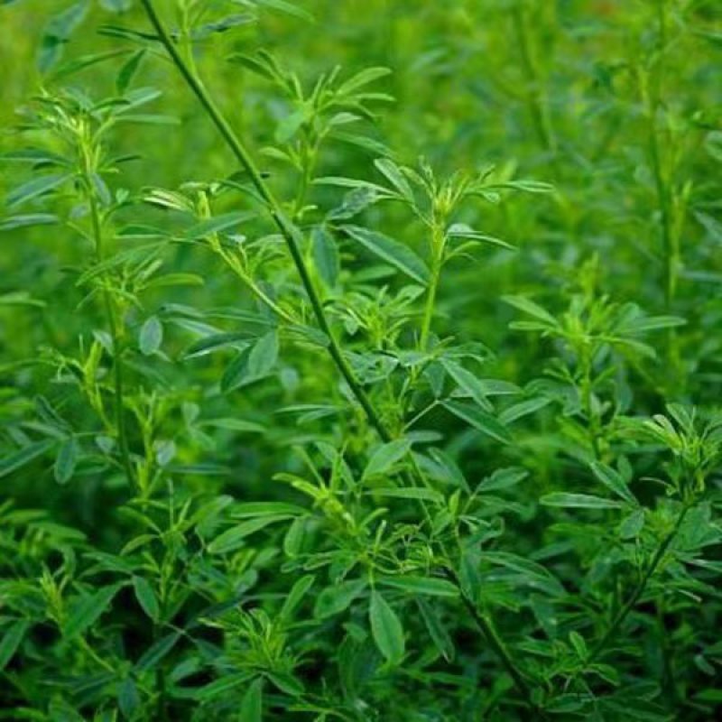 进口草木犀黄花苜蓿多年生牧草种子南北方营养高猪牛羊鸡鸭