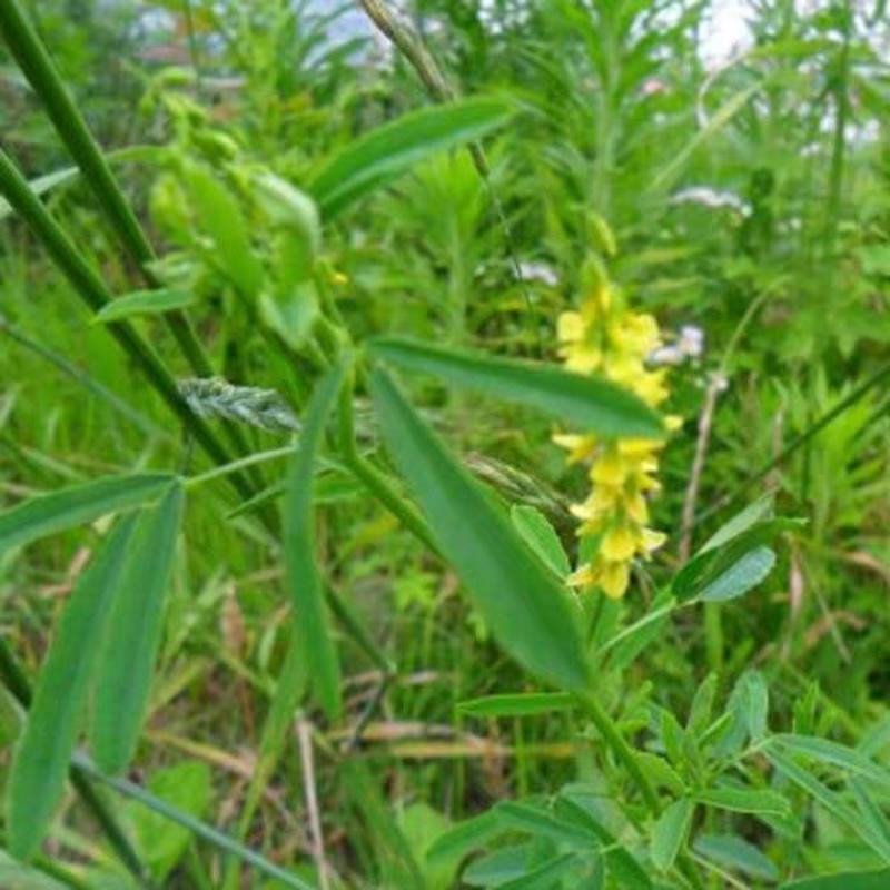 进口草木犀黄花苜蓿多年生牧草种子南北方营养高猪牛羊鸡鸭