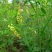 进口草木犀黄花苜蓿多年生牧草种子南北方营养高猪牛羊鸡鸭