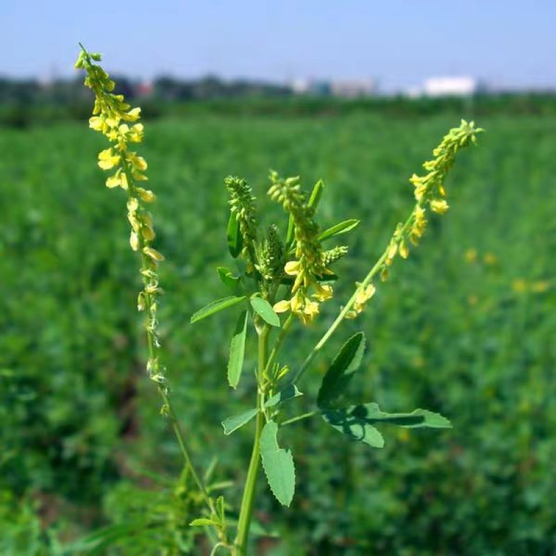 进口草木犀黄花苜蓿多年生牧草种子南北方营养高猪牛羊鸡鸭