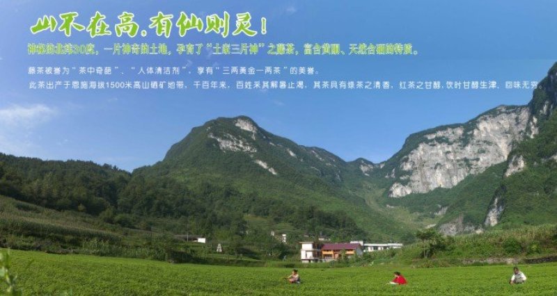 藤茶叶片袋装一件代发