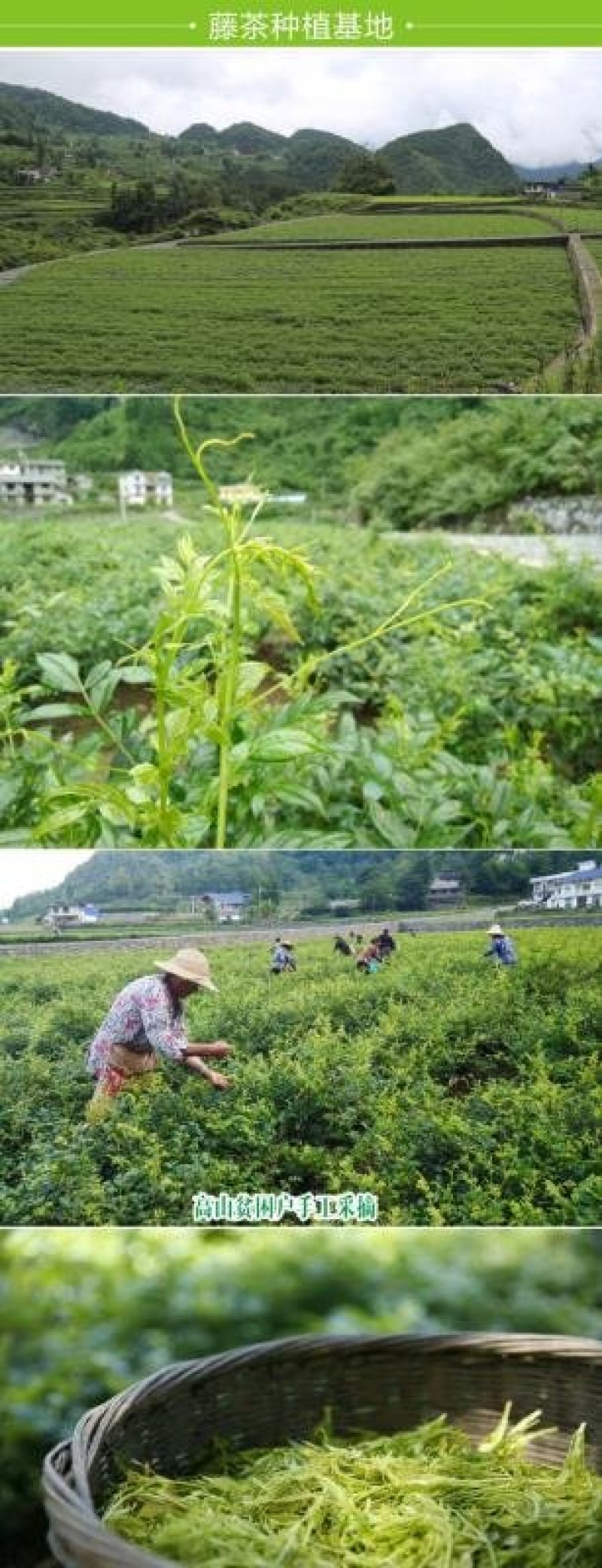 藤茶叶片袋装一件代发
