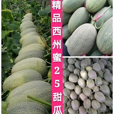 内黄精品西州密25号甜瓜、耀龙25，产地直发承接电商微商