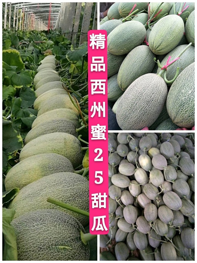 内黄精品西州密25号甜瓜、耀龙25，产地直发承接电商微商