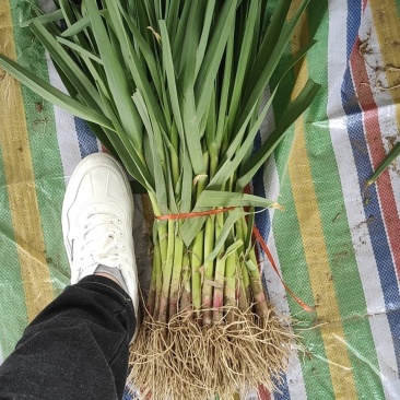 红根蒜苗