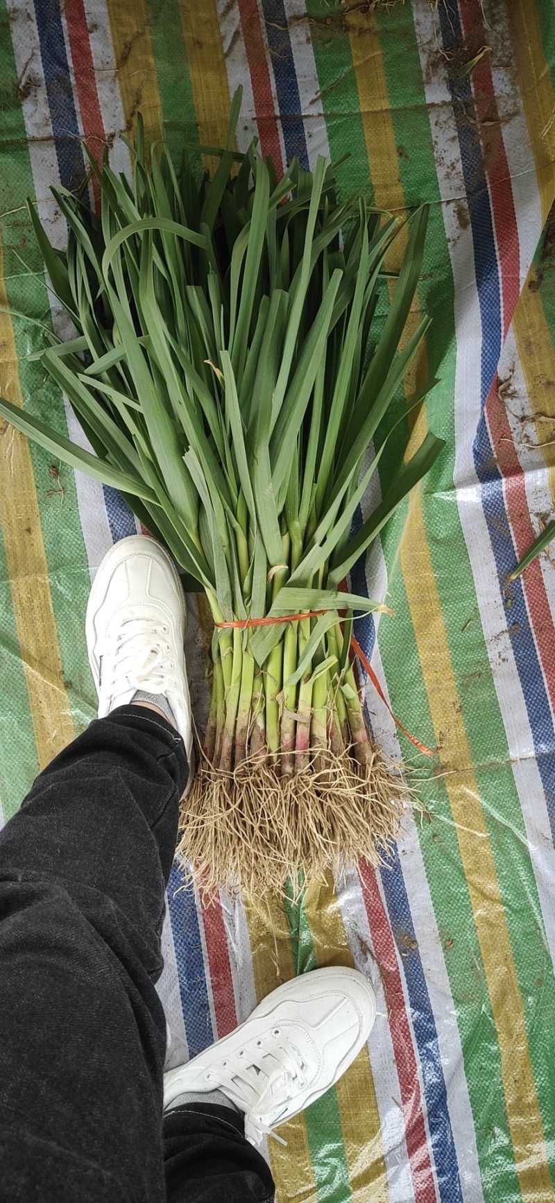 红根蒜苗