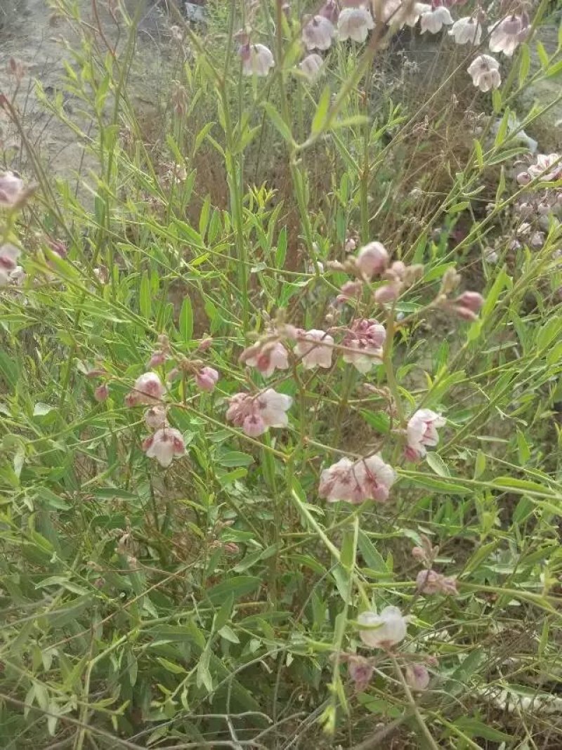 罗布麻【白麻】颗粒精挑细选