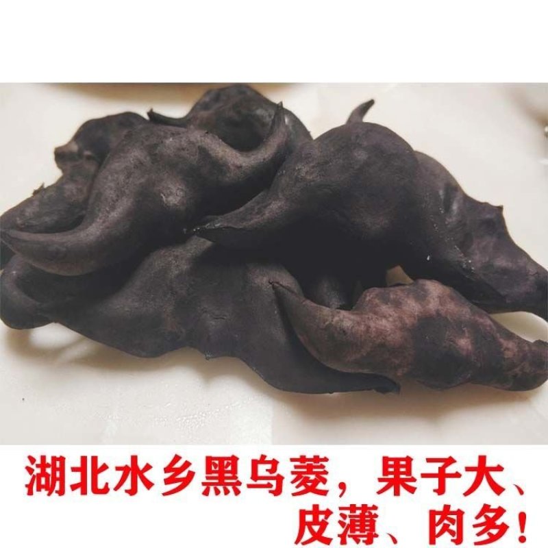 【菱角新鲜】5斤/3斤多规格湖北特产新鲜菱角带壳现摘老菱