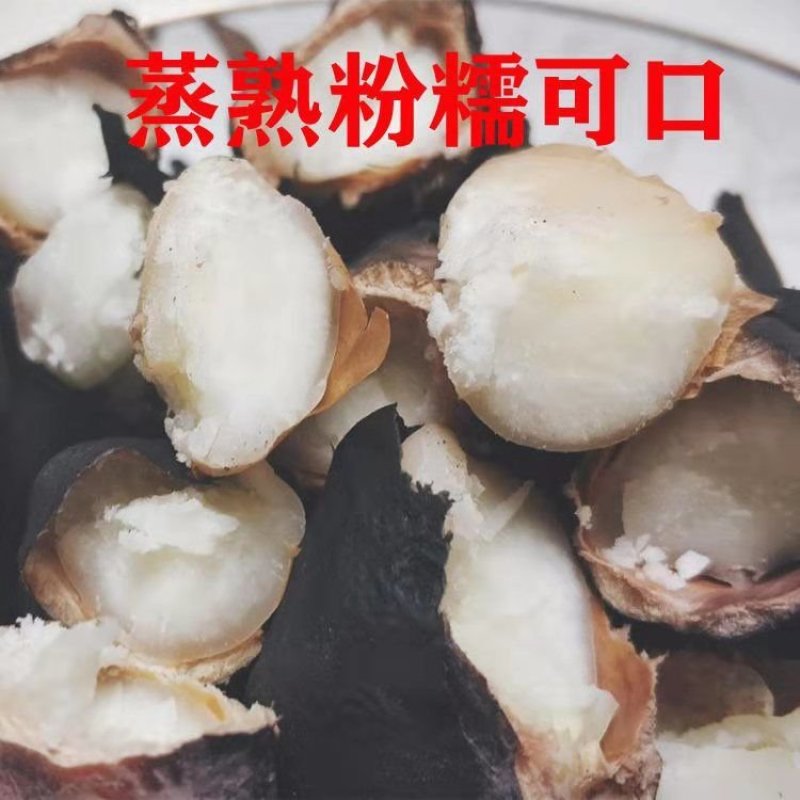 【菱角新鲜】5斤/3斤多规格湖北特产新鲜菱角带壳现摘老菱