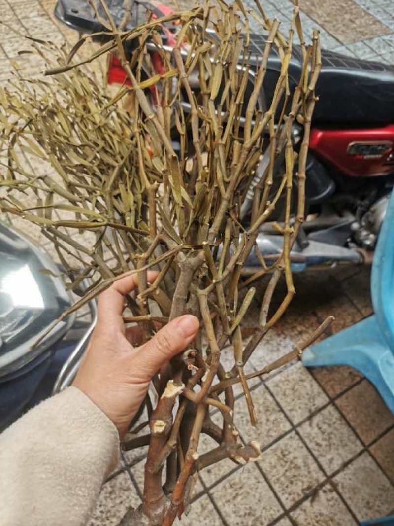 枫树螃蟹脚寄生