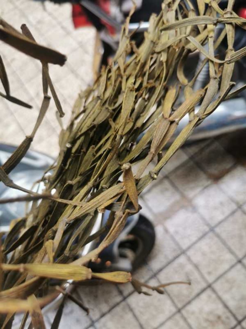 枫树螃蟹脚寄生