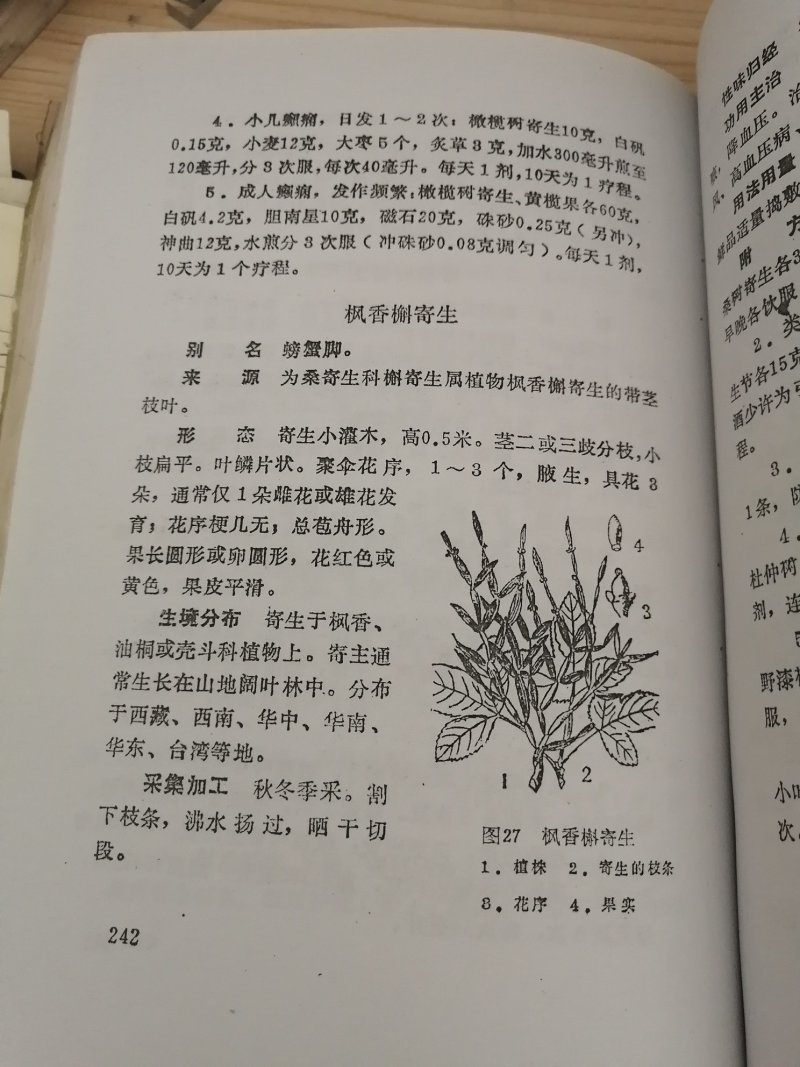 枫树螃蟹脚寄生