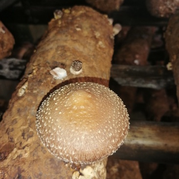 香菇菌种