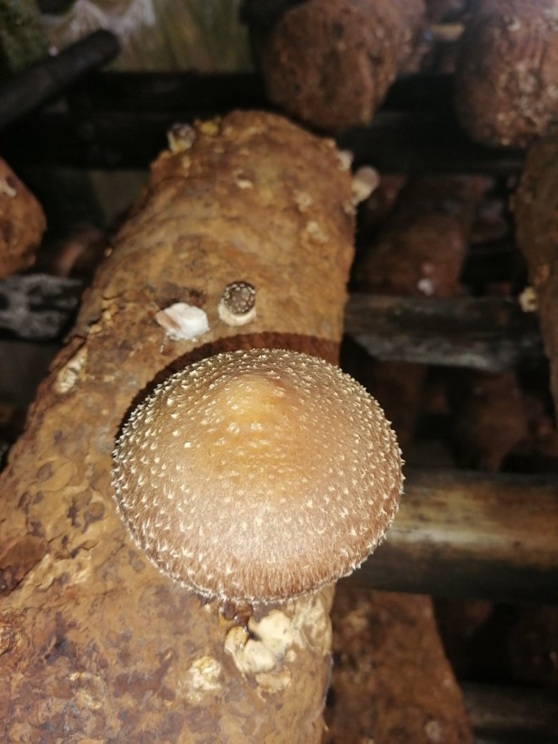 香菇菌种