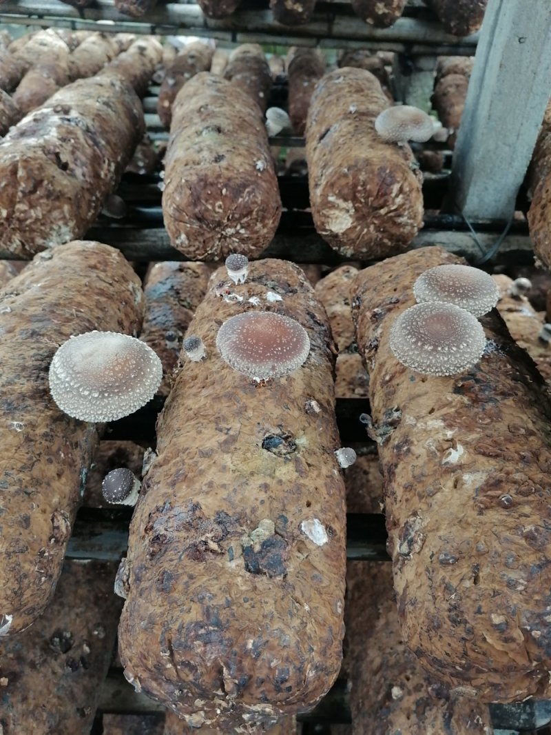 香菇菌种