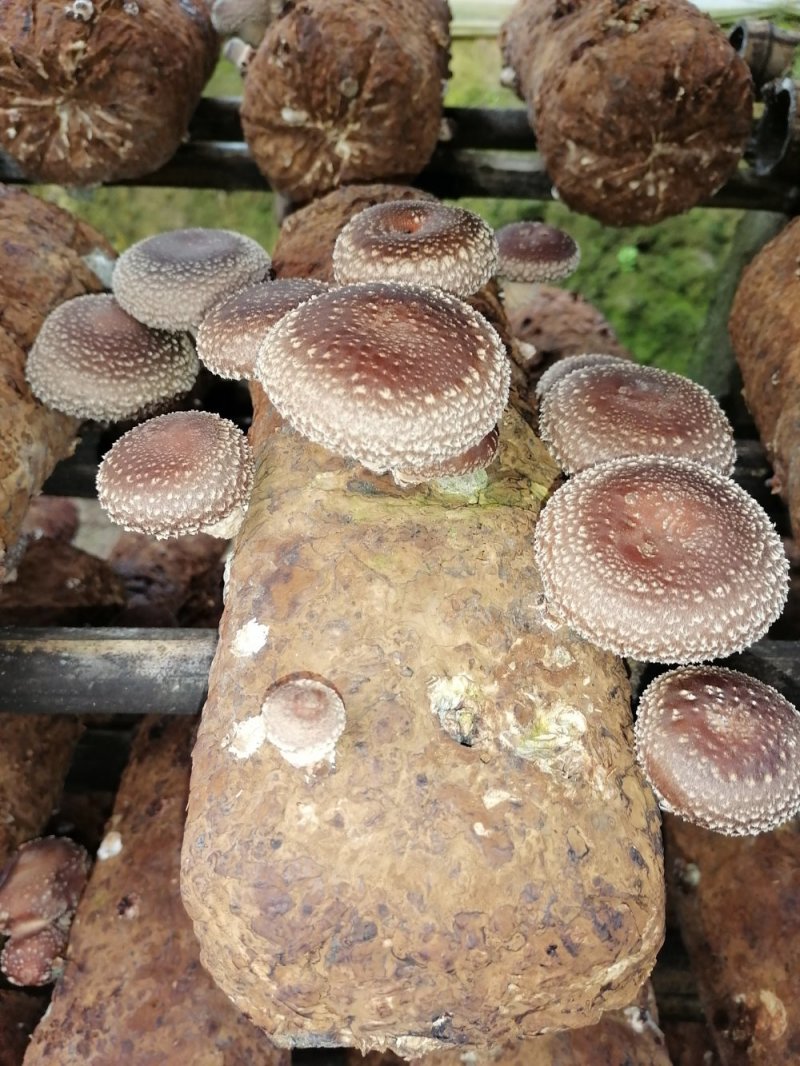香菇菌种