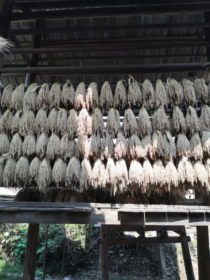 糯米草心很适合绑食品类的东西。